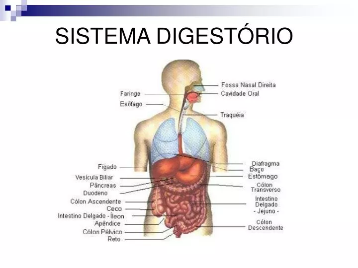 sistema digest rio