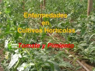 enfermedades en cultivos hort colas tomate y pimiento