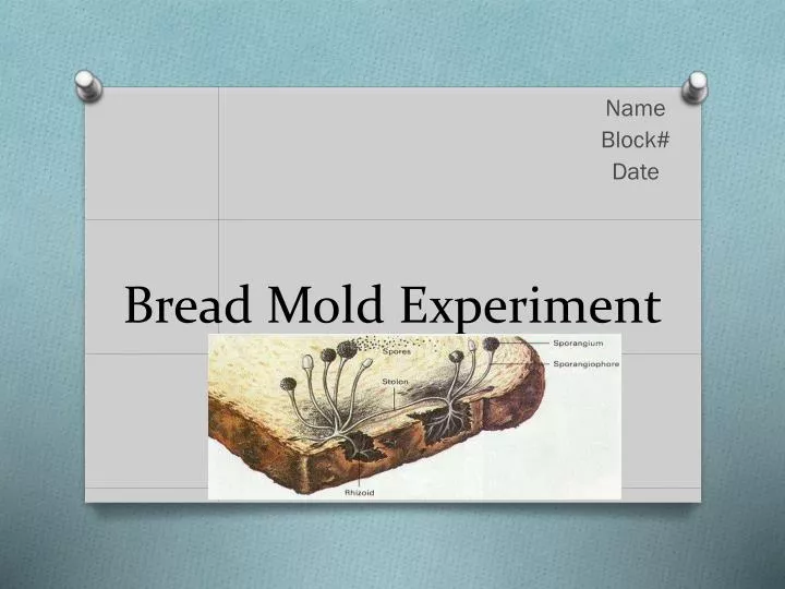 bread mold experiment