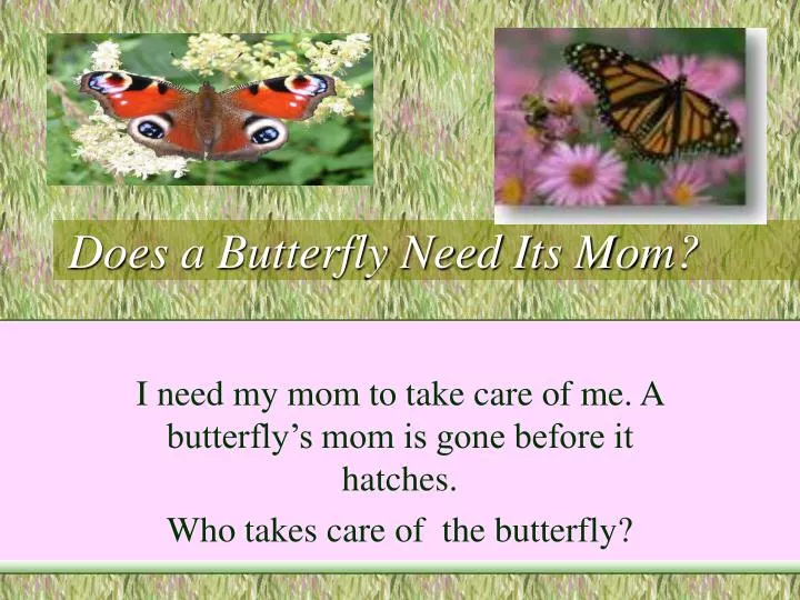 does a butterfly need its mom