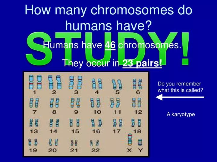how many chromosomes do humans have