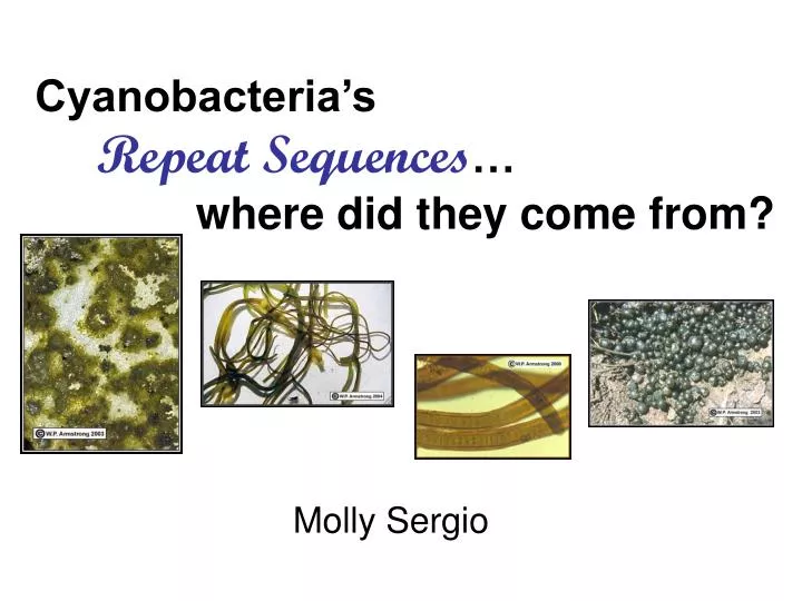 cyanobacteria s repeat sequences where did they come from