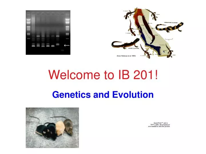 welcome to ib 201