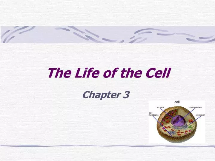 the life of the cell