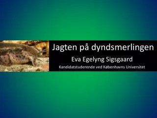 jagten p dyndsmerlingen