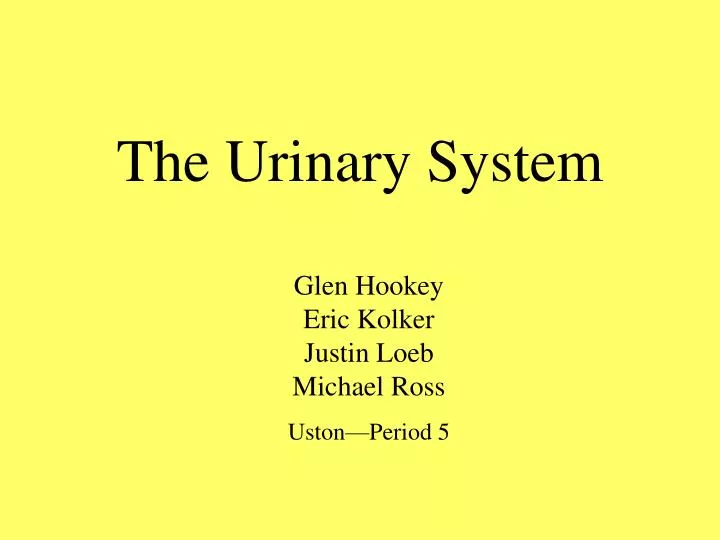 the urinary system