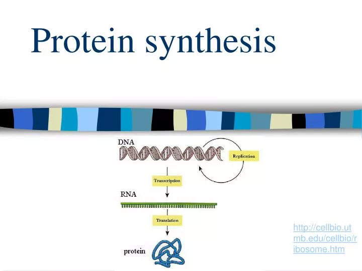 protein synthesis