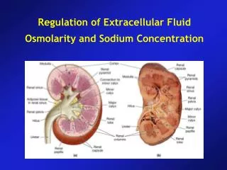 Regulation of Extracellular Fluid Osmolarity and Sodium Concentration