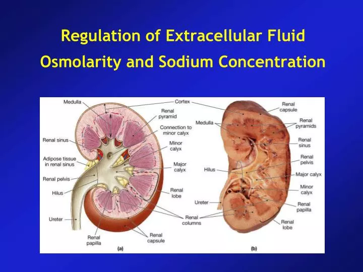 regulation of extracellular fluid osmolarity and sodium concentration