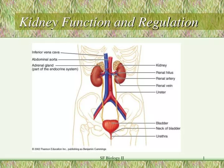 kidney function and regulation