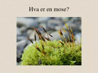 hva er en mose