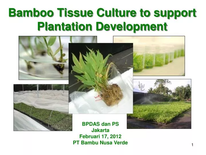 bamboo tissue culture to support plantation development