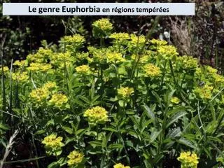 le genre euphorbia en r gions temp r es