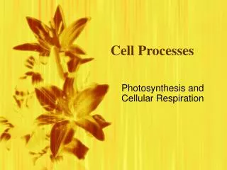 Cell Processes