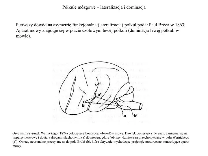 p kule m zgowe lateralizacja i dominacja