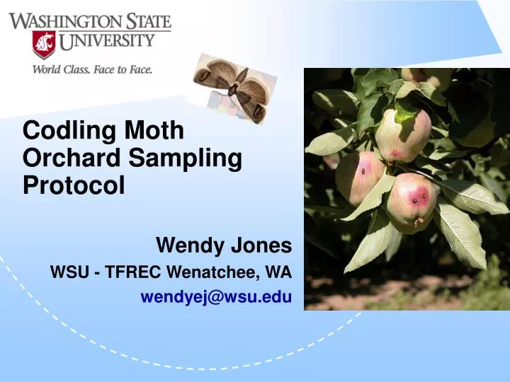 codling moth orchard sampling protocol