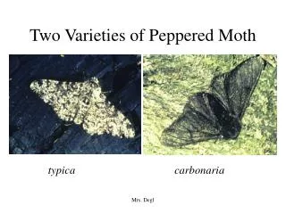 Two Varieties of Peppered Moth