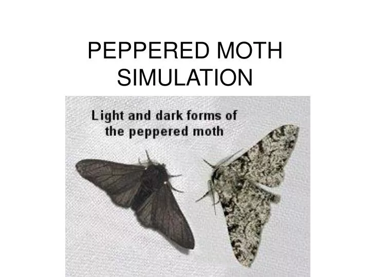 peppered moth simulation