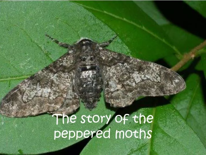 the story of the peppered moths