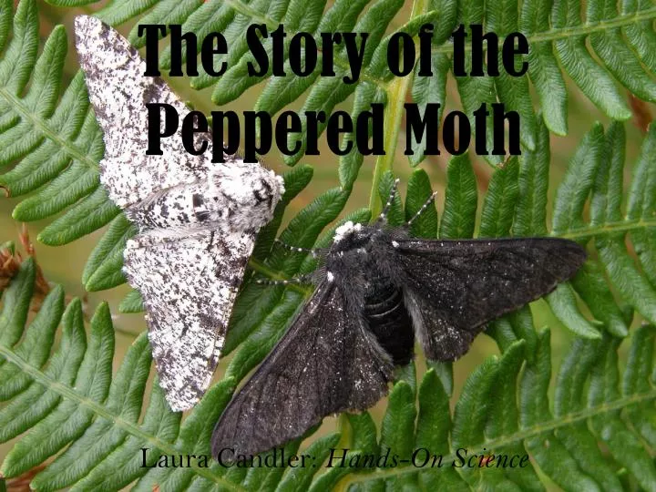 the story of the peppered moth