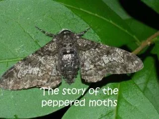 The story of the peppered moths
