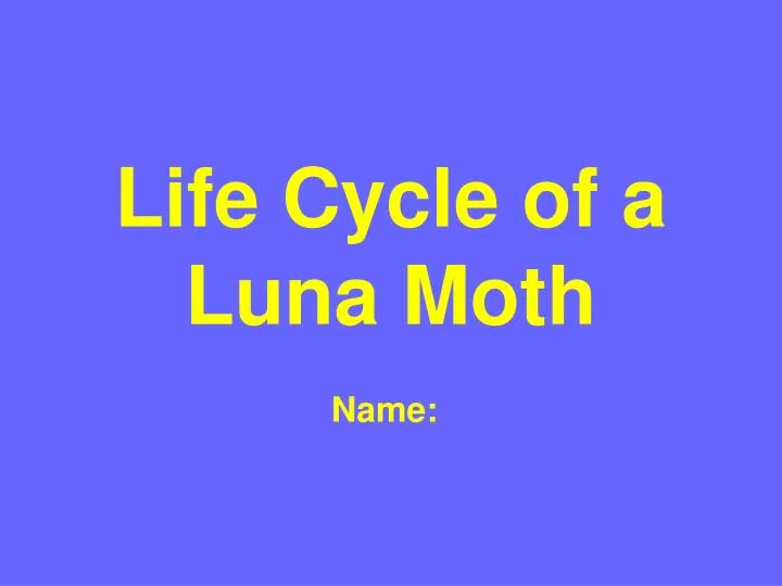 life cycle of a luna moth