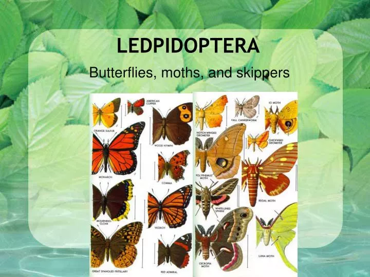 ledpidoptera
