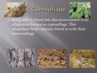 Camouflage