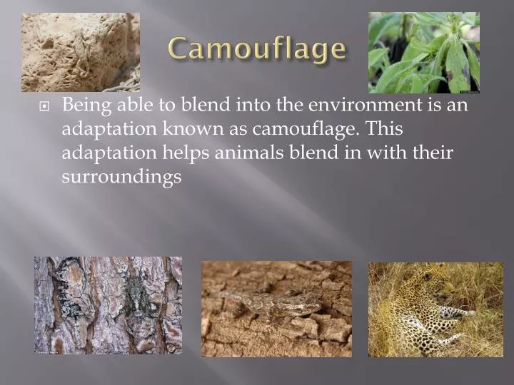 camouflage