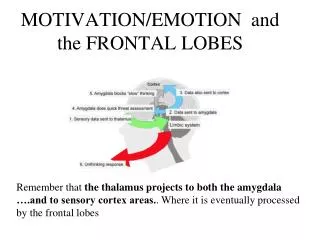 MOTIVATION/EMOTION and the FRONTAL LOBES