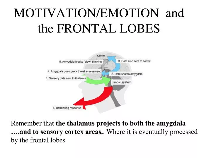 motivation emotion and the frontal lobes