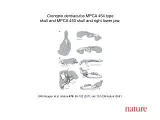 GW Rougier et al. Nature 479 , 9 8 - 102 (2011) doi:10.1038/nature10591