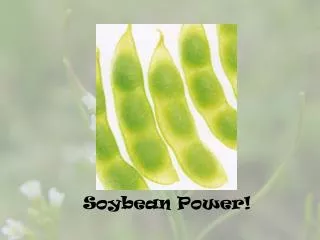 Soybean Power!
