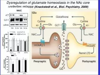 Dysregulation of glutamate homeostasis in the NAc core
