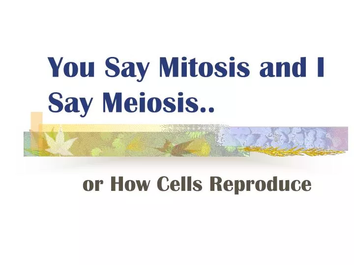 you say mitosis and i say meiosis