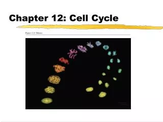 Chapter 12: Cell Cycle
