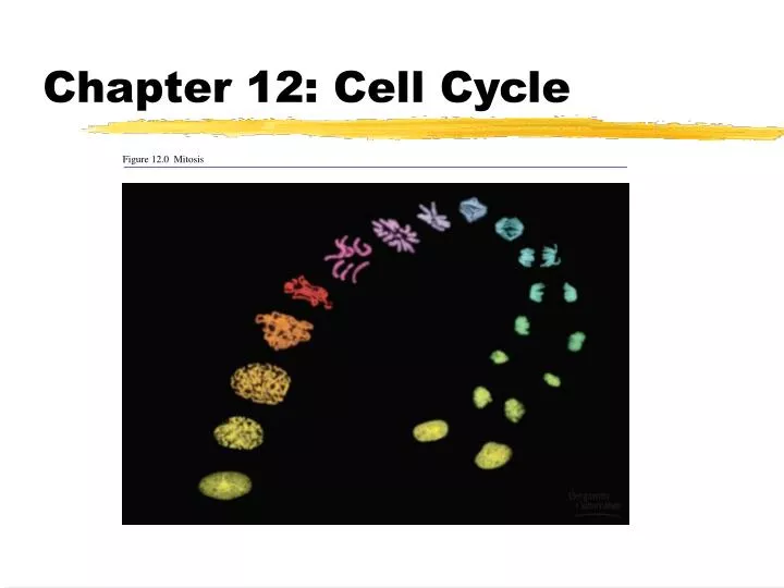 chapter 12 cell cycle