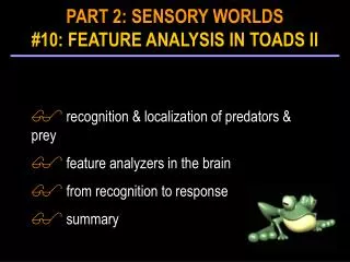 recognition &amp; localization of predators &amp; prey feature analyzers in the brain