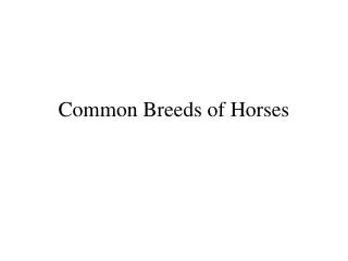 Common Breeds of Horses