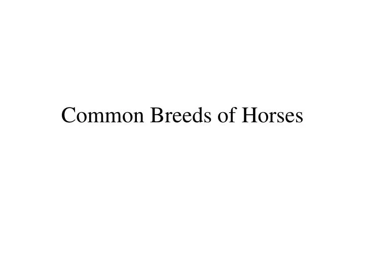 common breeds of horses