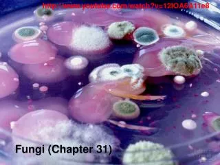 Fungi (Chapter 31)
