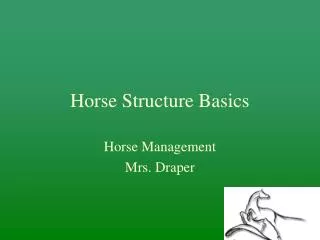 Horse Structure Basics