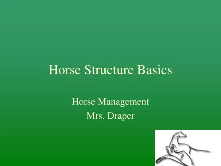 horse structure basics
