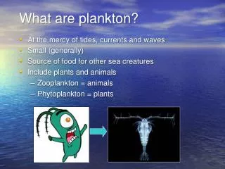 What are plankton?