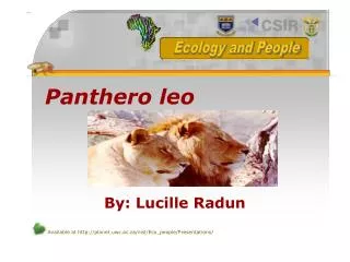 Panthero leo