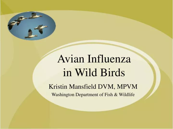 avian influenza in wild birds