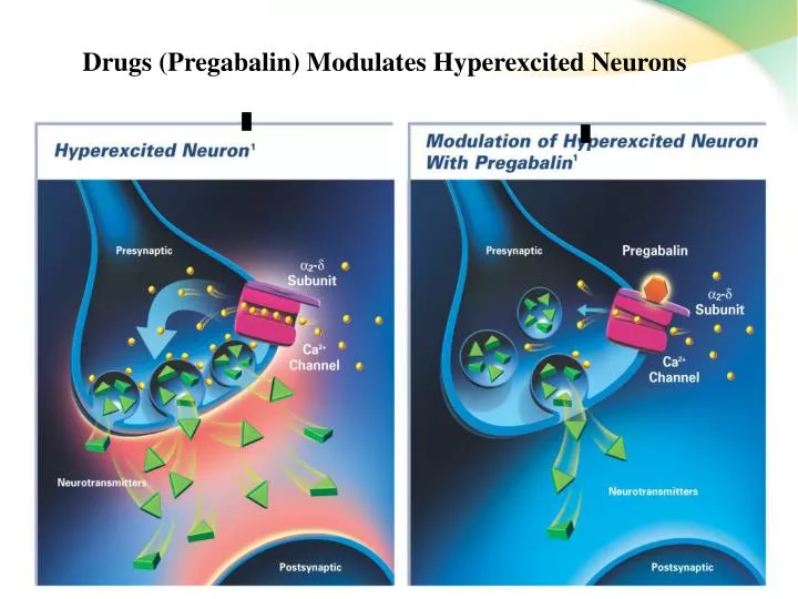 drugs pregabalin modulates hyperexcited neurons