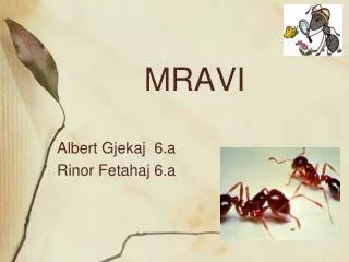mravi