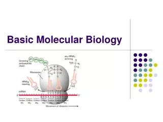 Basic Molecular Biology