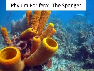 Phylum Porifera : The Sponges